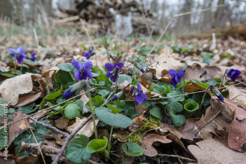 Duftveilchen (Viola odorata)