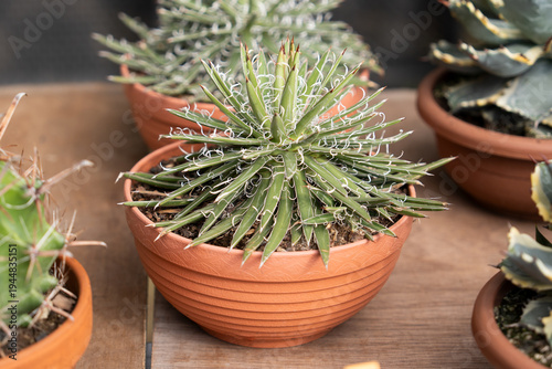 Spiky variegated agave succulent in terracotta pot nursery display market