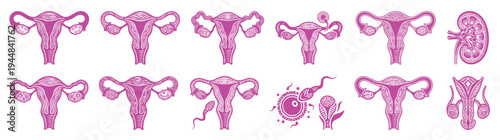 Set of female reproductive system icons with uterus womb fertilization process and human anatomy organs for women's healthcare medical education and fertility awareness concept
