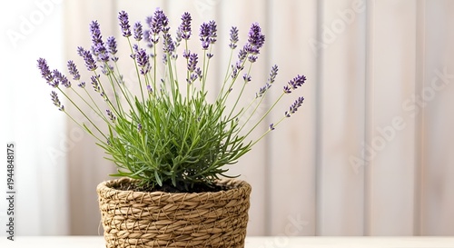 A beautiful potted lavender plant with vibrant purple flowers and green foliage in a rustic woven basket, set against a soft, light-colored background.