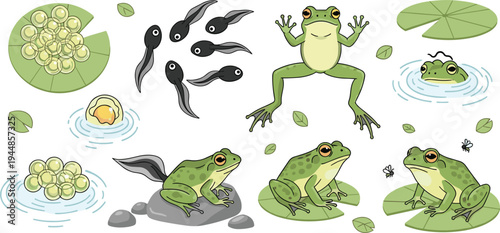 Educational vector illustration set showing frog life cycle from eggs and tadpoles to adult frogs on lily pads isolated on white background.