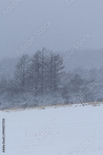 Wallpaper Mural 風雪に覆われた牧草地と林縁のカラマツ Torontodigital.ca