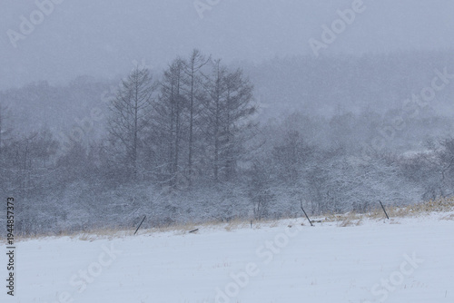 風雪に覆われた牧草地と林縁のカラマツ