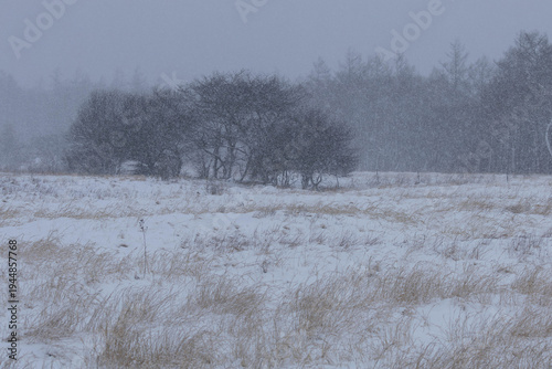 Wallpaper Mural 激しい降雪に見舞われた高原の冬枯れた草地 Torontodigital.ca