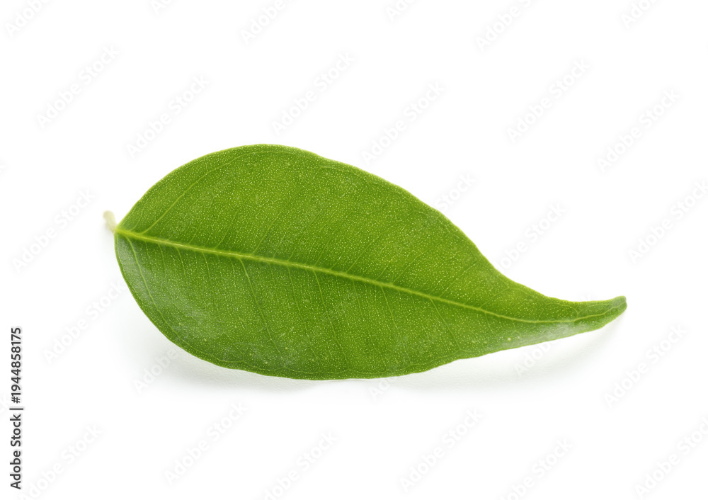 Obraz premium One fresh green citrus leaf isolated on white