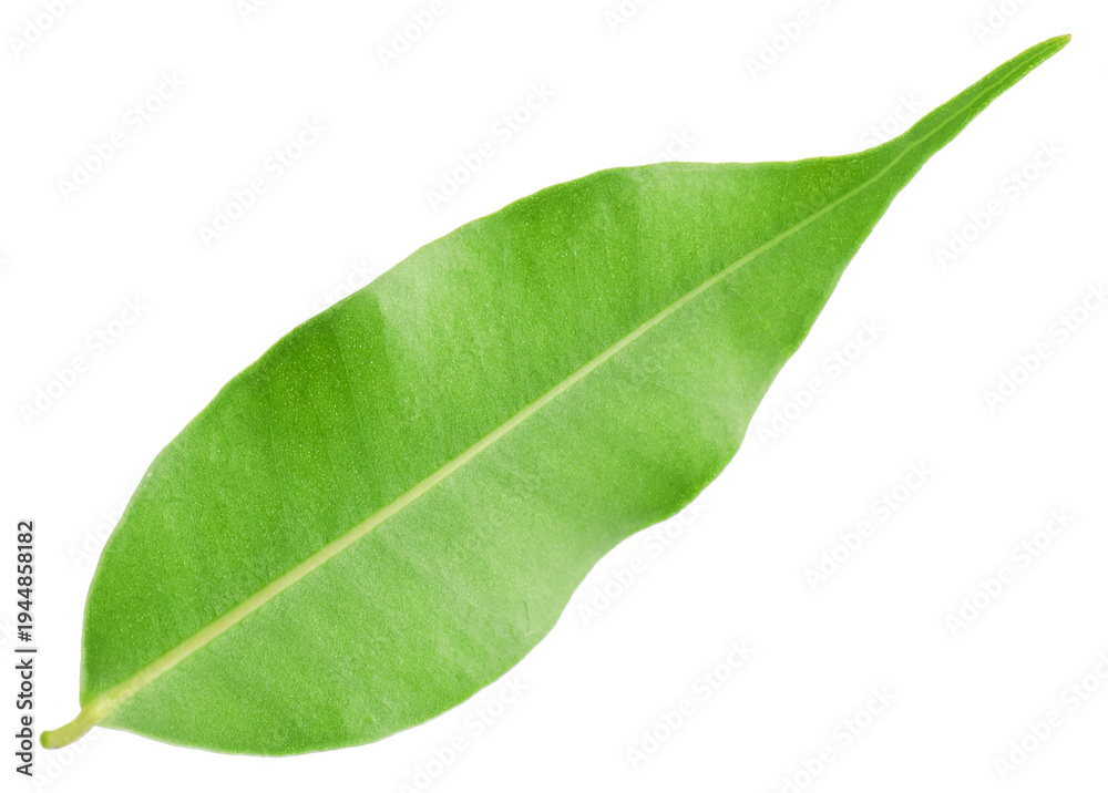 Obraz premium One fresh green citrus leaf isolated on white
