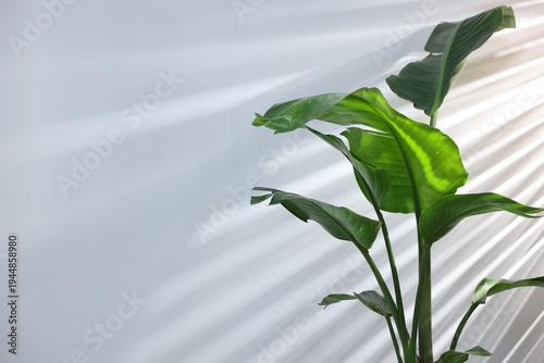 Beautiful bird of paradise (strelitzia) houseplant in pot near light wall, closeup. Space for text