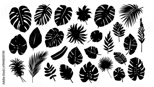 A collection of various tropical plant leaves in silhouette, showcasing diverse shapes and textures.