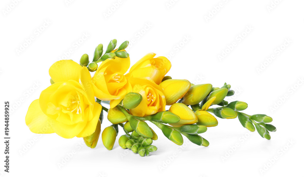 Obraz premium Beautiful yellow freesia flowers isolated on white