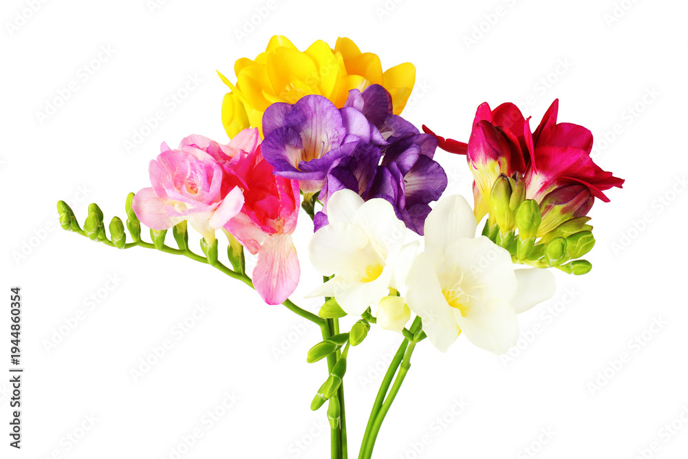 Fototapeta premium Many beautiful freesia flowers isolated on white