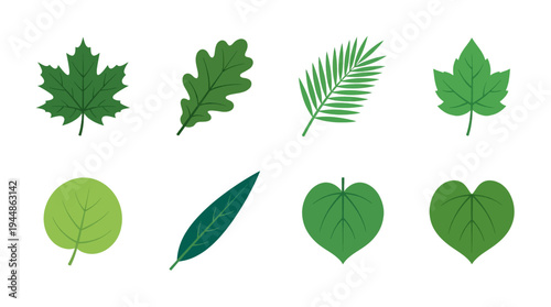 Collection of various green leaf shapes, representing nature and plant diversity