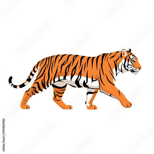 A majestic tiger with distinctive orange and black stripes walks gracefully across a white background, showcasing its powerful physique and predatory nature.