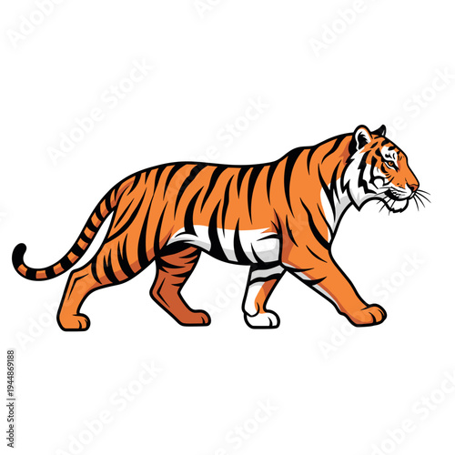 A majestic tiger with distinctive orange and black stripes walks confidently, showcasing its powerful physique and predatory grace.