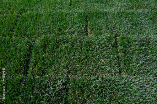 Konstfotografi Newly installed green grass lawn, pre-grown turf cut into square mats to install