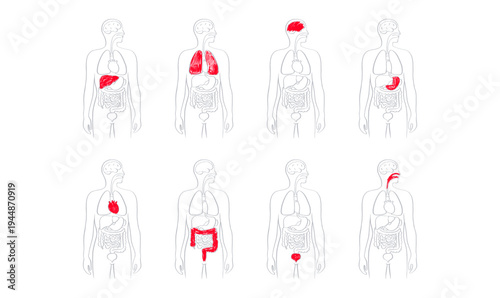 Internal Organs Sketch