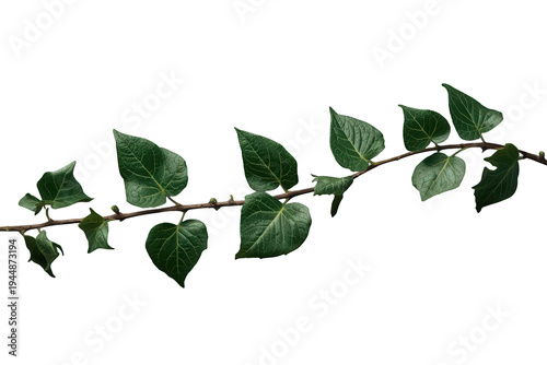 Ivy plant branch with green leaves on transparent background, symbolizing nature, growth, and organic design elements