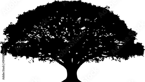 A Big Banyan tree silhouette isolated on white