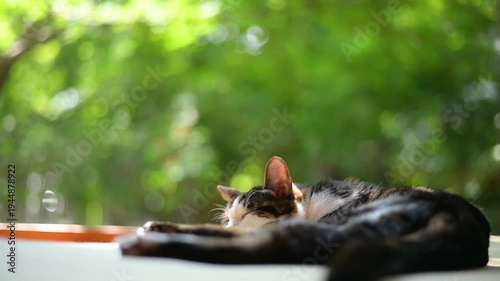 青もみじの木漏れ日の中でしっぽを振りながらうたたねするキジ猫