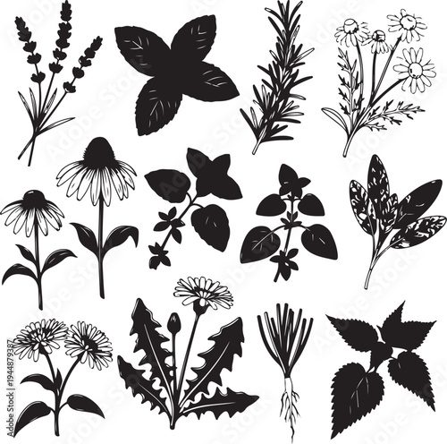 Set of black and white illustrations of various plants and flowers on white background