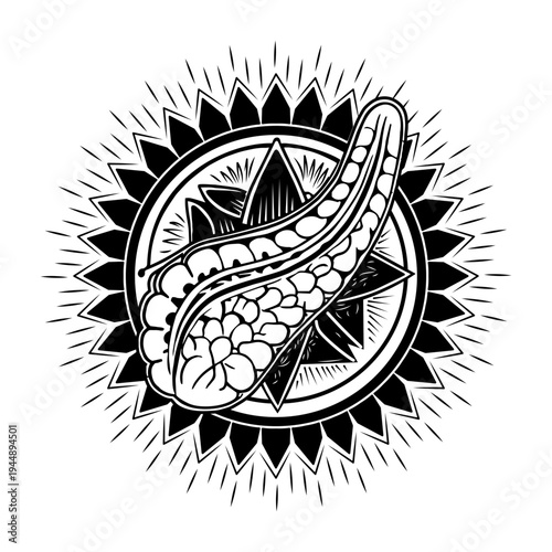 Vintage style illustration showing detailed pancreas structure