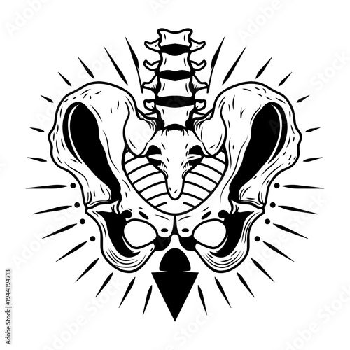 Filled style illustration depicting pelvic bone structure
