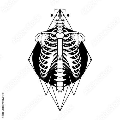 Glyph style illustration depicting anterior skeleton structure