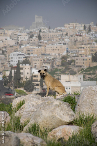Dog on the hill