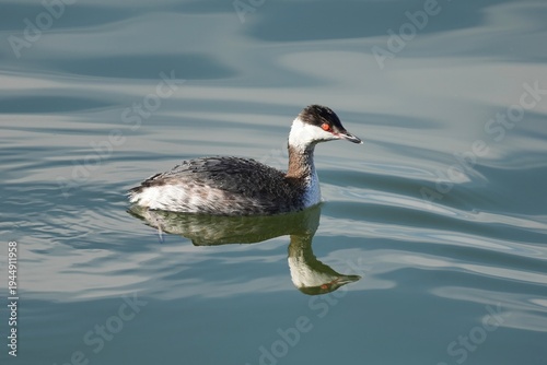 Canvas Print The horned grebe or Slavonian grebe (Podiceps auritus) is a relatively small and threatened species of waterbird in the family Podicipedidae