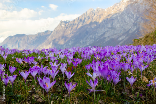 Vászonkép Purple crocus flowers blooming in alpine meadow with snow covered mountains in background