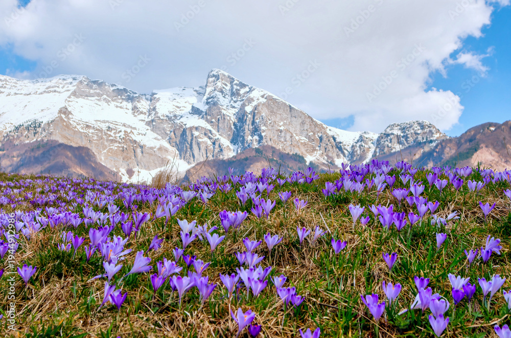 Obraz premium Purple crocus flowers blooming in alpine meadow with snow covered mountains in background.