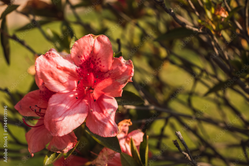 Obraz premium Detail of leaves and petals of a pink azalea flower budding in spring with the golden light of sunset 