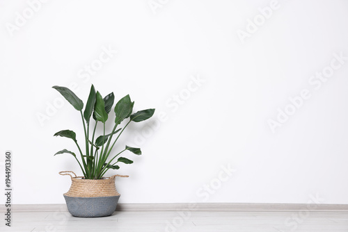 Beautiful bird of paradise (Strelitzia) houseplant in pot on floor near light wall. Space for text