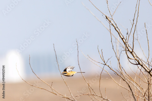 Tableau sur toile 飛翔するモズ, モズ科,
英名学名：Bull-headed shrike, Lanius bucephalus, 
大久保農耕地埼玉県さいたま市 - 2026
