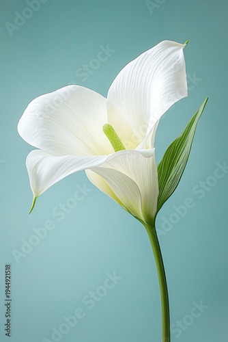 Elegant White Lily Flower on Soft Teal Background for Floral Design and Decoration
