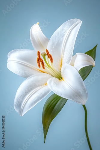 Elegant White Lily Bloom with Soft Background and Delicate Petals for Floral Design