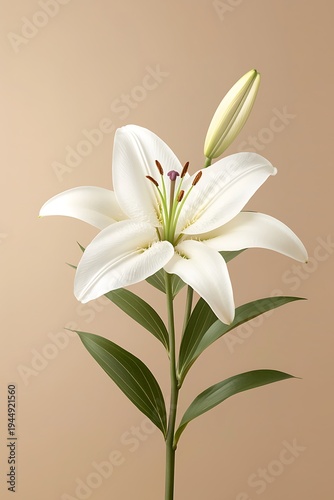 Elegant White Lily Bloom with Bud Against Soft Neutral Background for Floral Arrangement