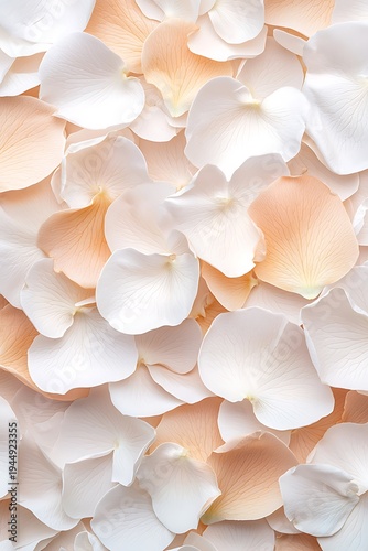 Soft Blossom Petals in Pastel Shades of White and Peach Creating a Serene Background
