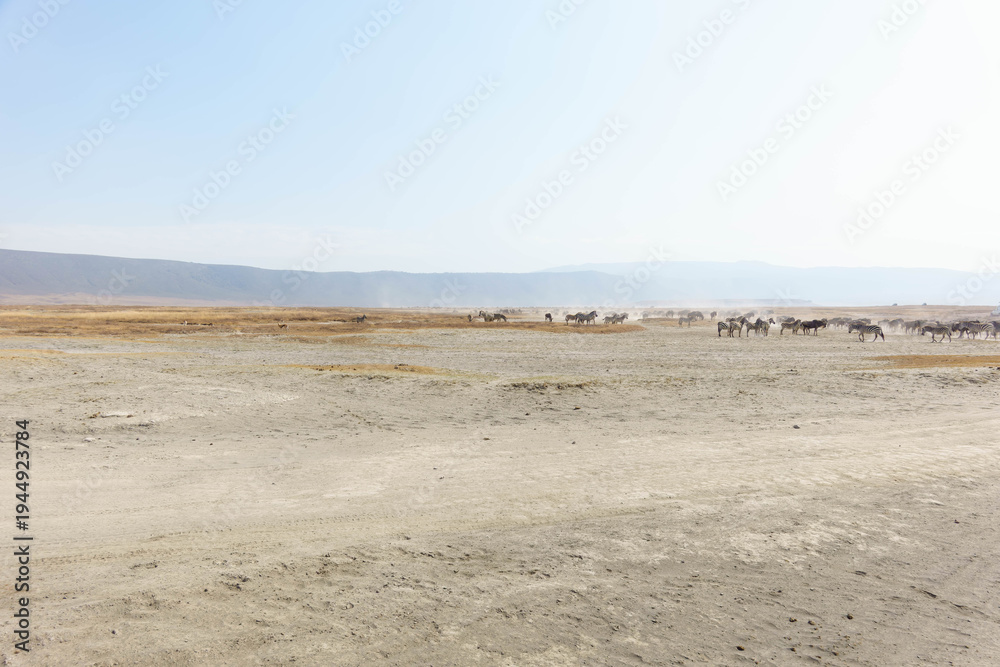 Naklejka premium On-safari in Ngorongoro crater Tanzania in wide angle photo.