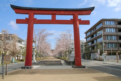 桜の季節の鎌倉。鶴岡八幡宮参道、段葛、二の鳥居。