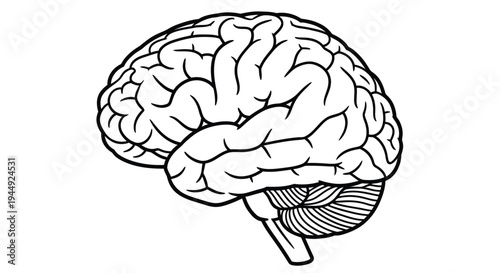 Detailed illustration of a human brain with visible convolutions and brainstem