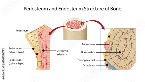 Periosteum and Endosteum Structure of Bone, the periosteum layers, osteocytes in lacunae, bone matrix, osteoblasts, and endosteum involved in bone growth and remodeling.
