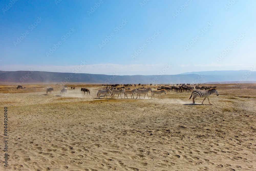 Fototapeta premium Zebras herd on dusty Ngorongoro crater savanna Africa.