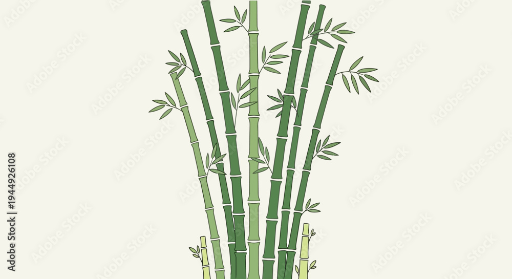 Fototapeta premium Bamboo plant with green stems.