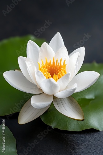 Elegant white water lily with vibrant yellow center surrounded by lush green leaves