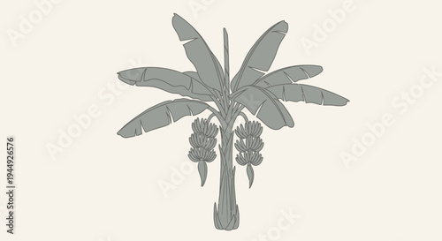 Coconut Palm Tree With Fruits.