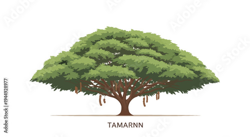 Large Green Tree with Brown Trunk.