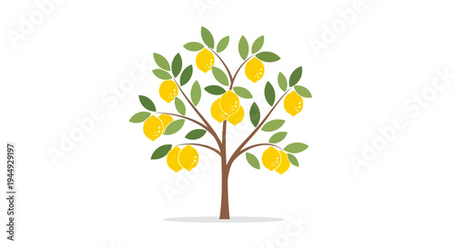 Lemon tree with yellow lemons 1.