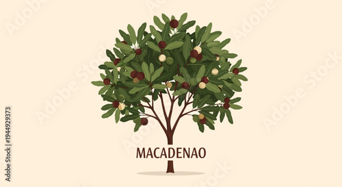 Macadamia tree with green leaves.