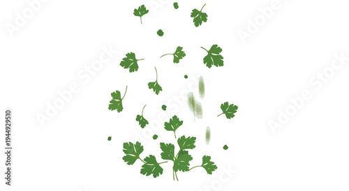 Fresh Green Parsley Leaves Falling Isolated on White Background