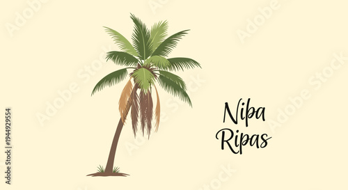 Nipa palm tree with brown seed.